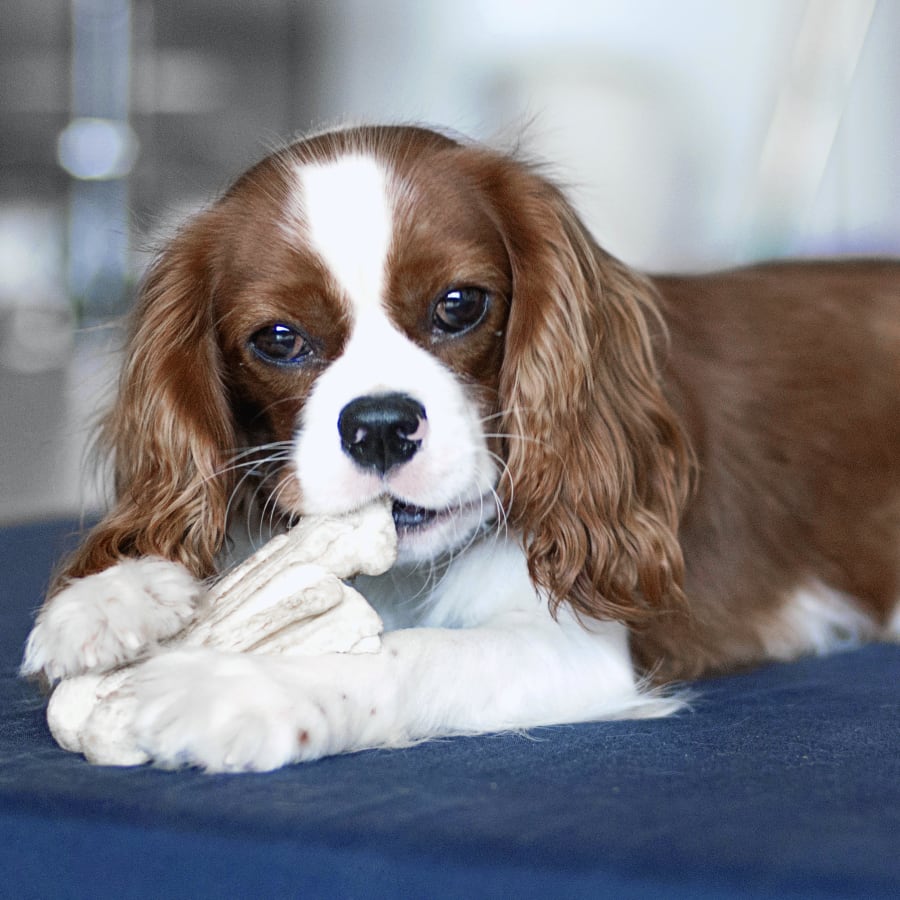 Gentle Doctor Animal Hospital in O’Fallon