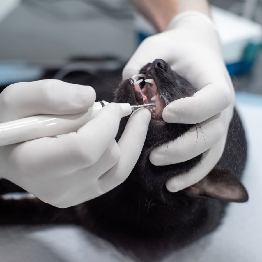 Veterinary Dentist in O’Fallon, Cat & Dog Dentist
