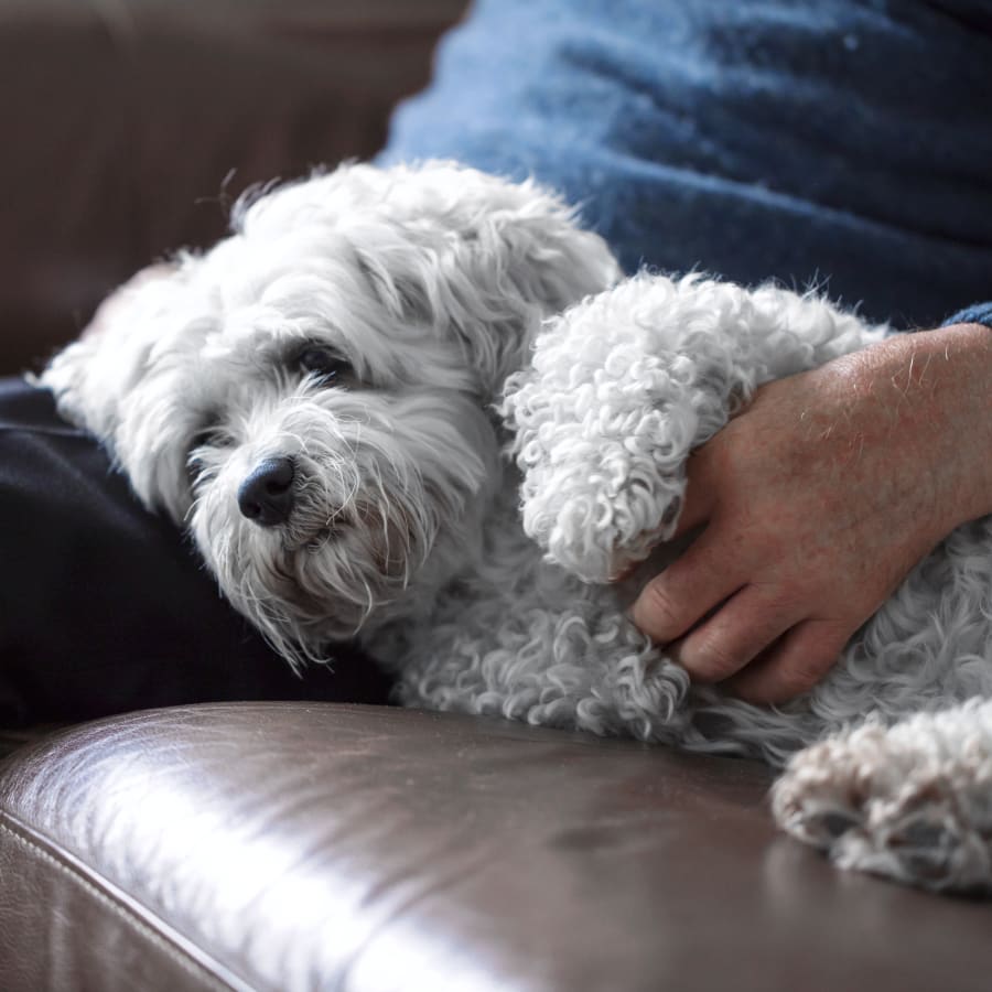 Cat & Dog Wellness Exams in O’Fallon