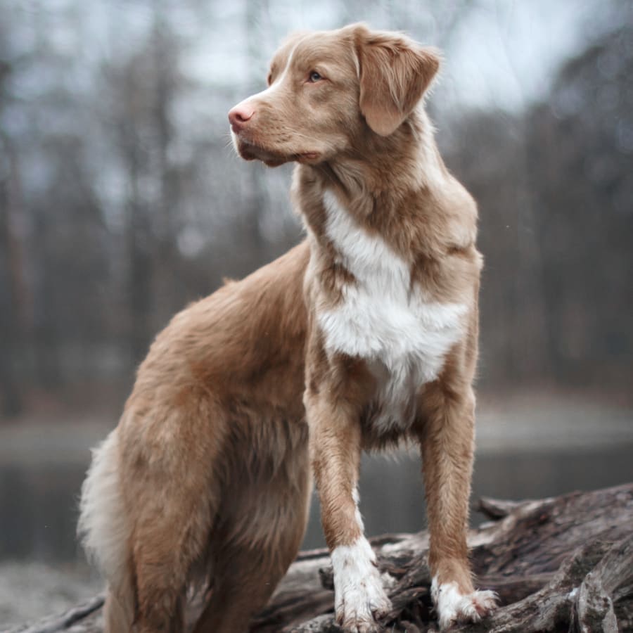 Geriatric Care for Dogs in O’Fallon